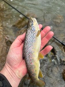 Brown Trout