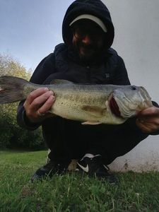 Largemouth Bass