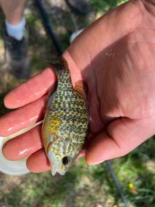 Green Sunfish