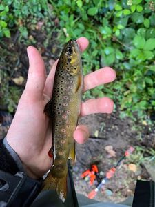Brown Trout