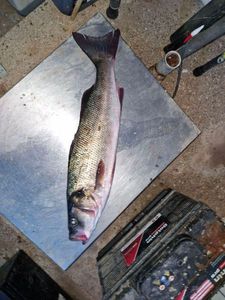 European Bass (Seabass)