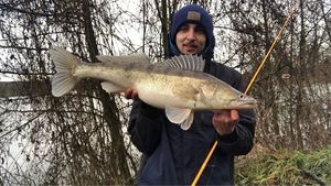 Zander