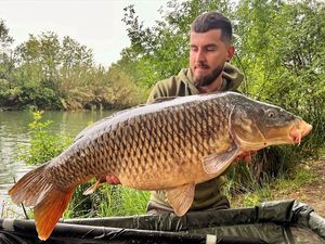 Common Carp
