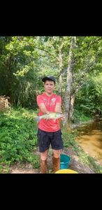 Largemouth Bass