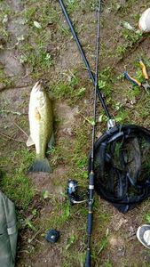 Smallmouth Bass