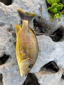 Bluestriped Grunt