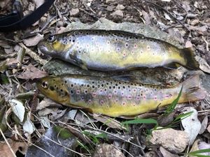 Brown Trout