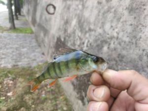 European Perch