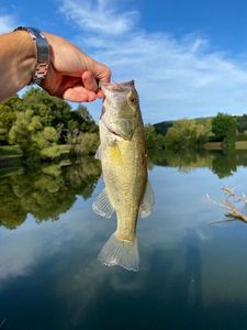 Largemouth Bass