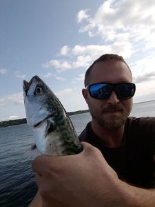 Mackerel