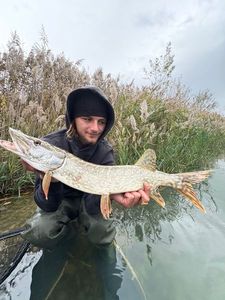 Northern Pike