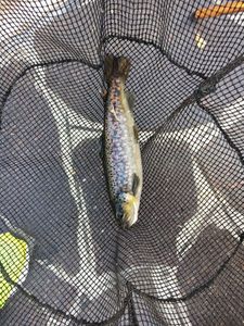 Brown Trout