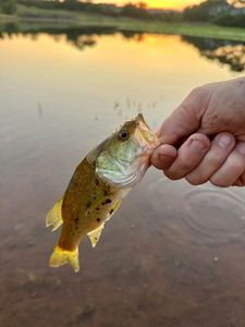 Largemouth Bass