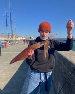 European Squid