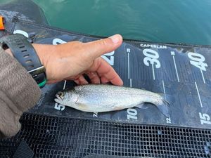 Rainbow Trout