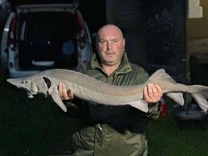 Siberian Sturgeon