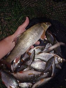 Barbel