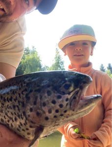 Rainbow Trout
