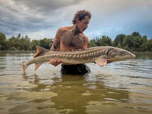 Sturgeon