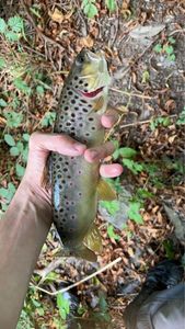 Brown Trout