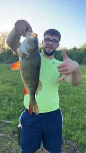 European Perch