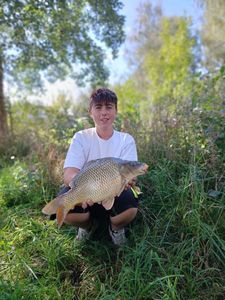 Common Carp