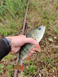 European Perch