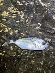 Saddled Seabream