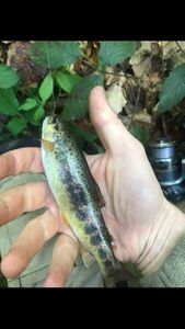 Brown Trout