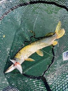 Northern Pike