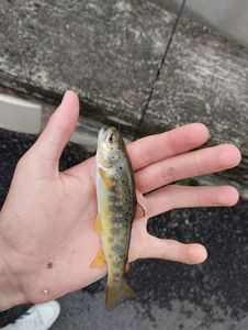 Brown Trout