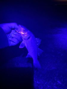 European Bass (Seabass)
