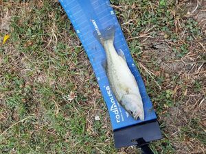 Largemouth Bass