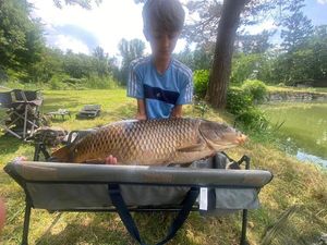 Common Carp