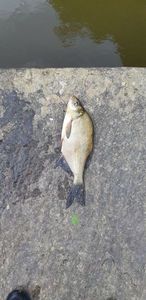 White bream