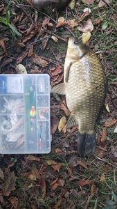 Crucian Carp