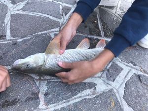 Barbel