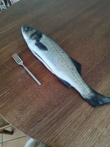 European Bass (Seabass)