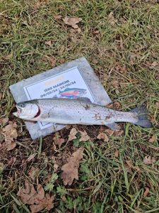 Rainbow Trout