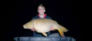 Common Carp