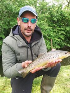 Brown Trout
