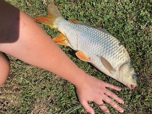 Common Carp