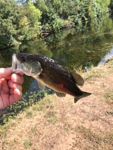 Smallmouth Bass