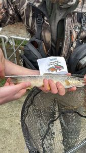 Brown Trout