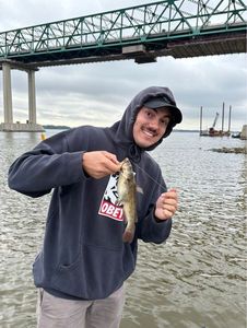 Brown Bullhead