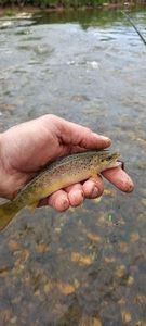 Brown Trout