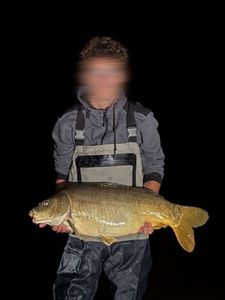 Mirror Carp