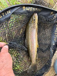 Brown Trout