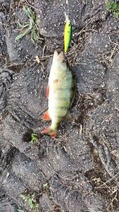 European Perch
