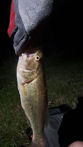 Largemouth Bass